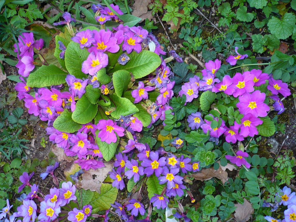 Primula vulgaris subsp. rubra (Primulaceae)